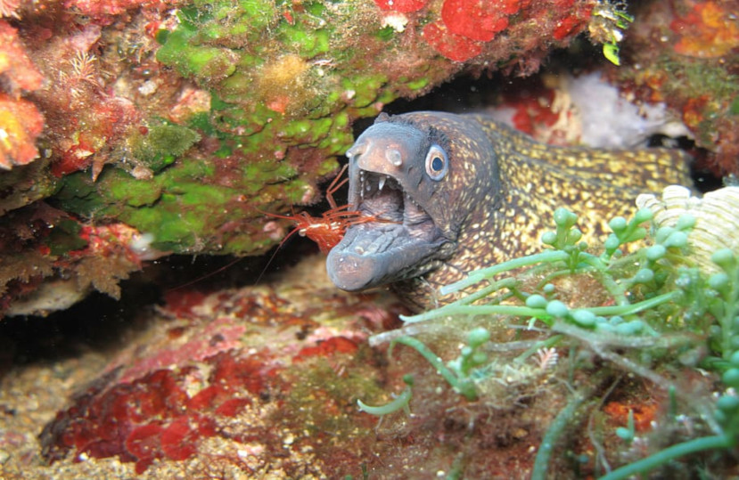 La Covid-19 ha augmentat de manera significativa els peixos i mariscs a la reserva de les Illes Medes – Juny 2020