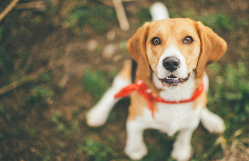 pet friendly apartments